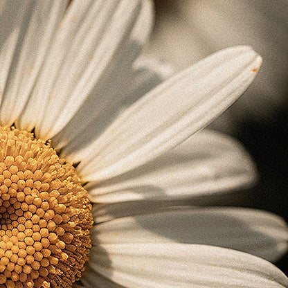 Celestial  Honey  Melt